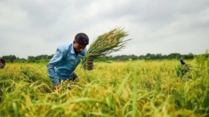 কৃষি উৎপাদকের জন্য বাজেট সুরক্ষা কেন প্রয়োজন?